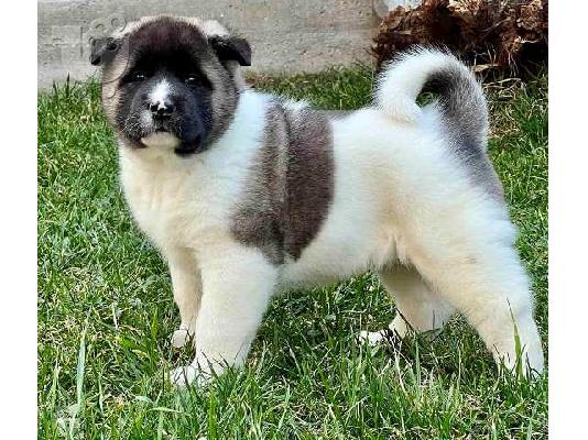 Αμερικάνικα κουτάβια Akita